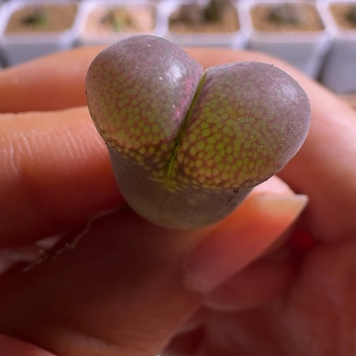 多肉................