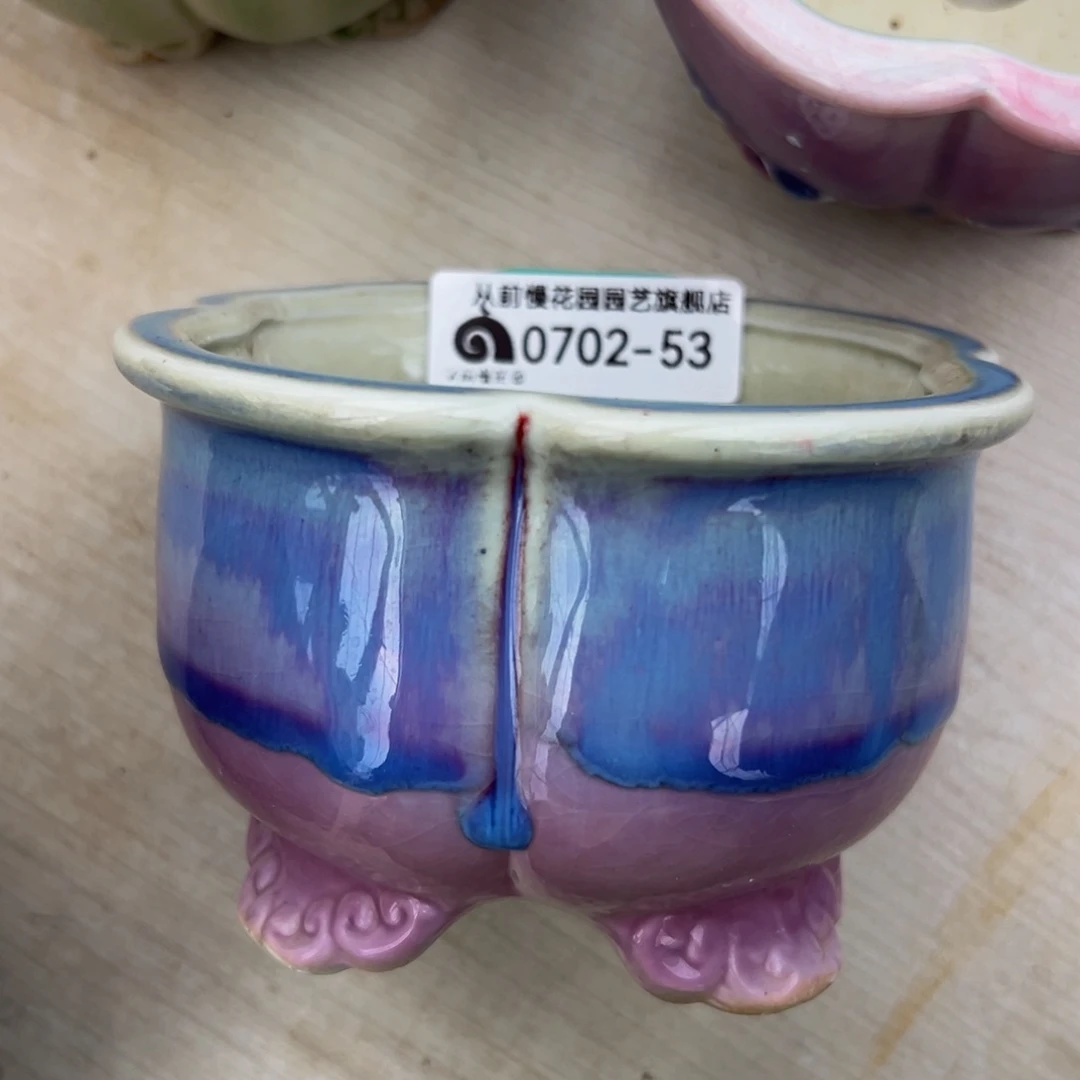 多肉一物一拍0702-53 10口径