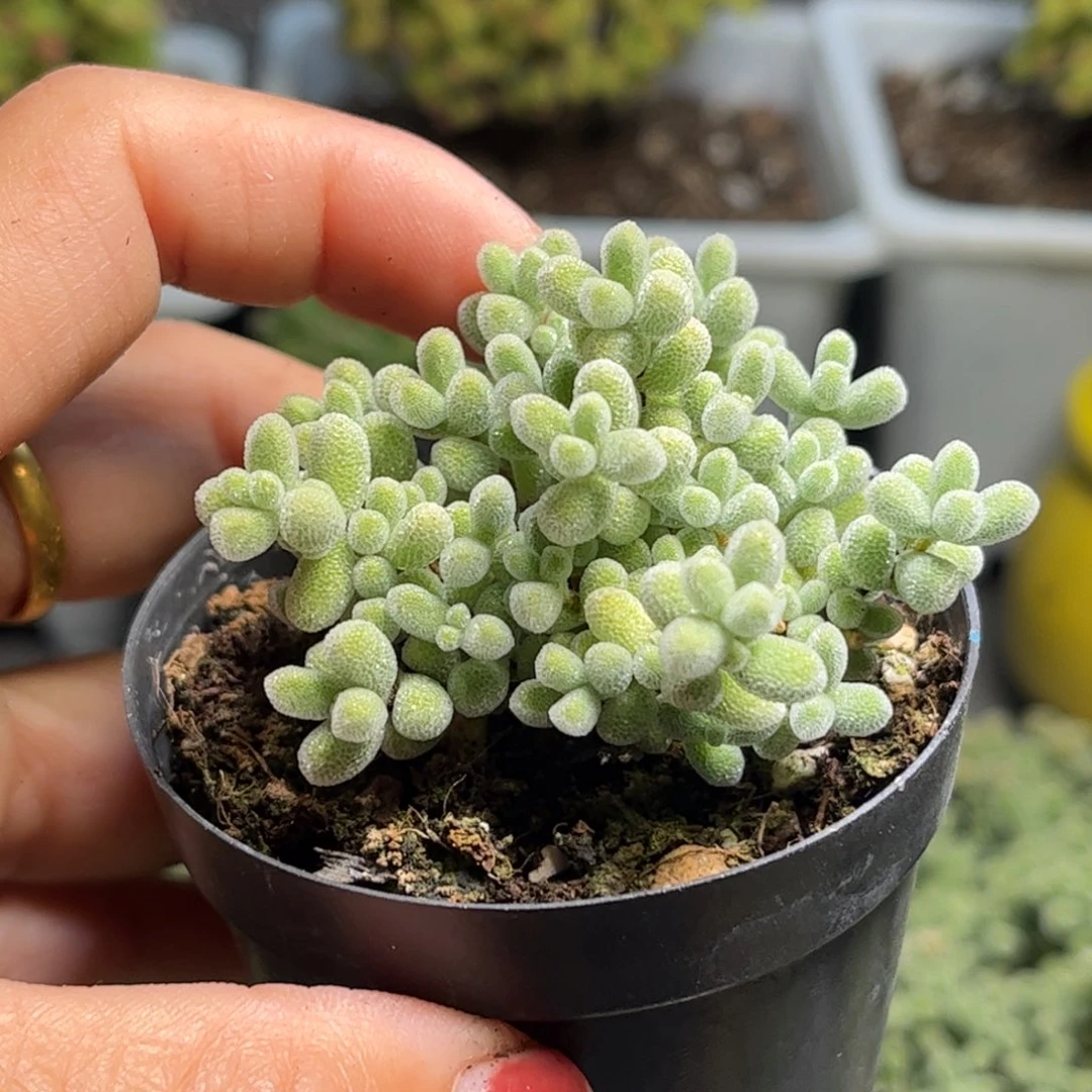 奶**圆实生白底冰晶优选枝干