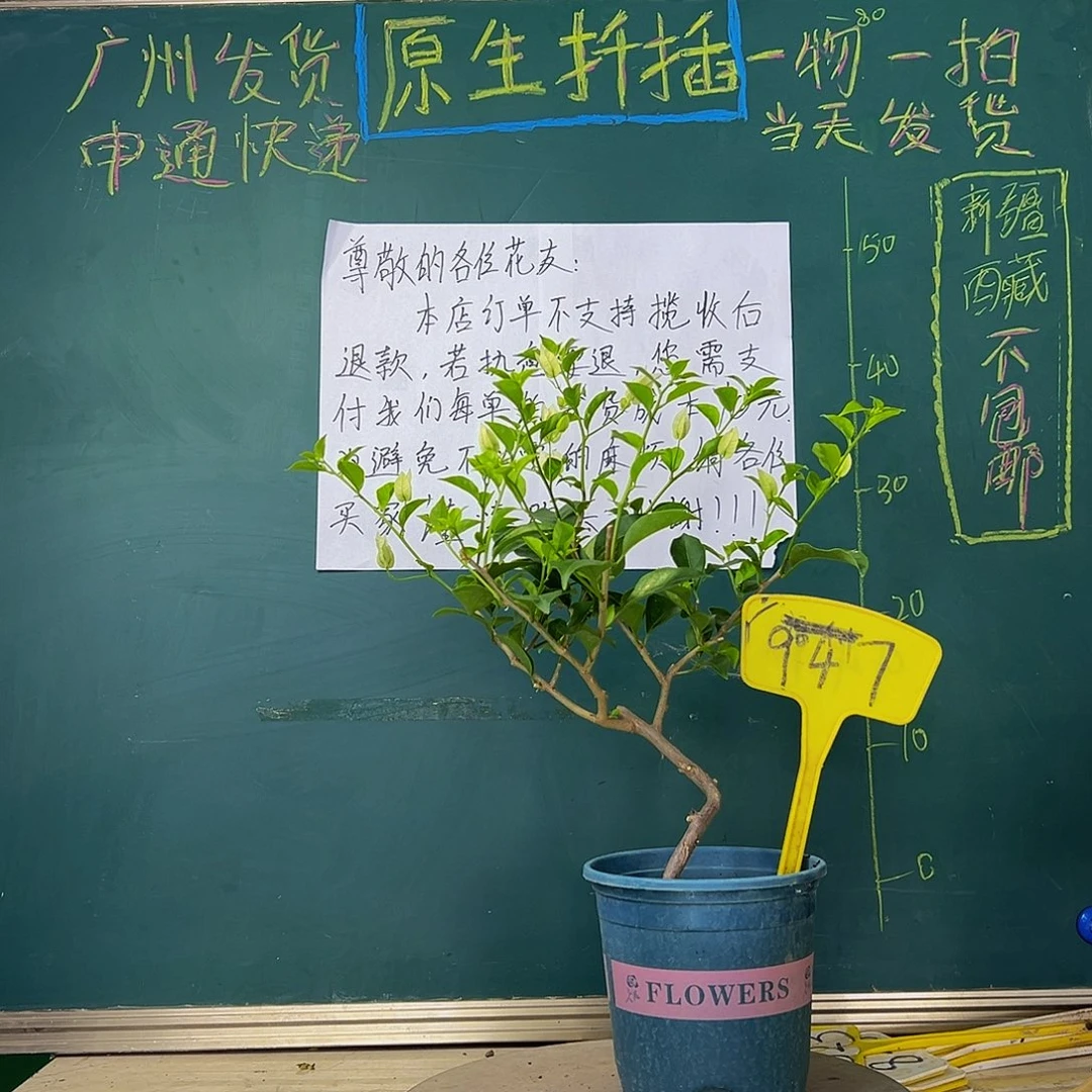 当前无花栽培后可以开花造型 白雪公主947