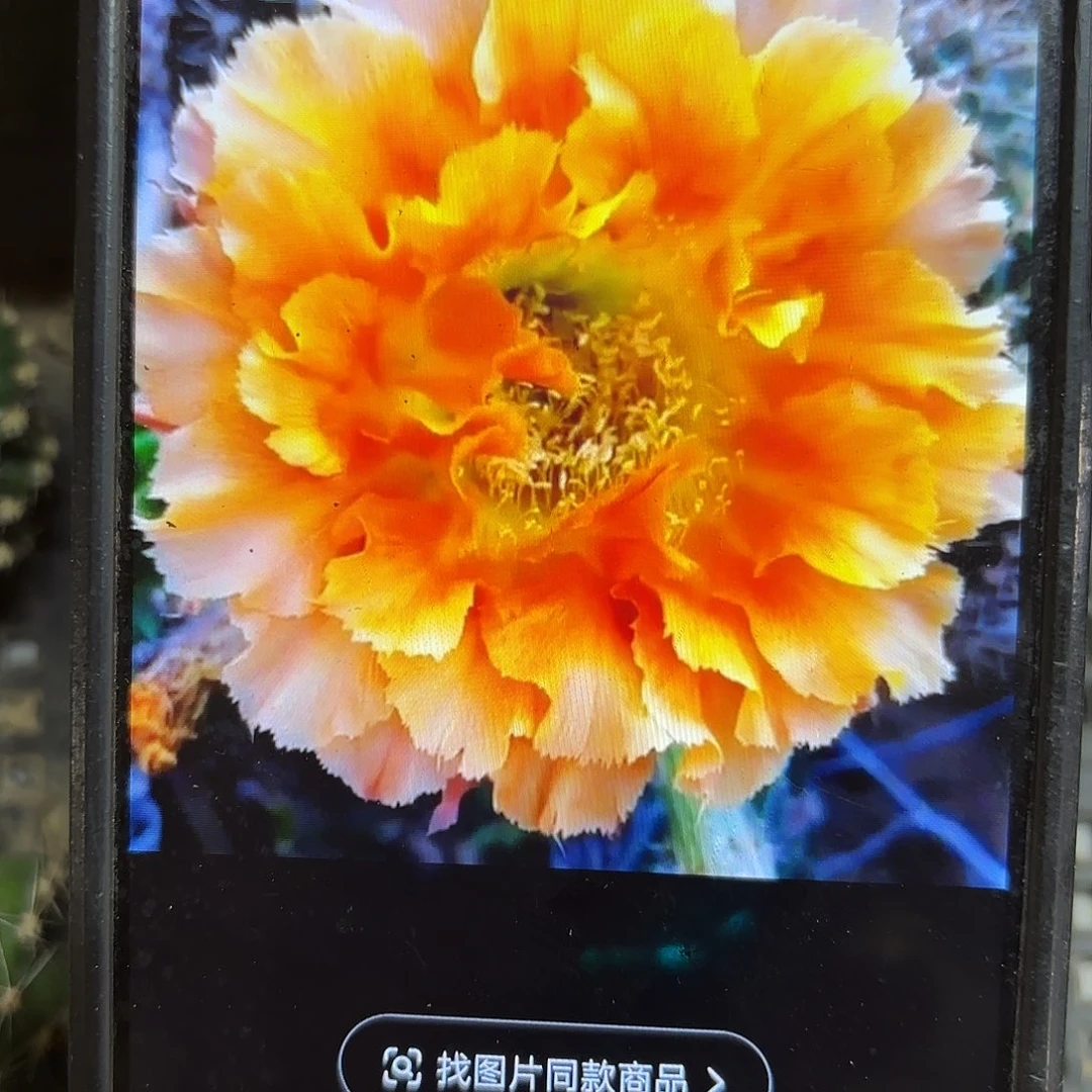 069彩侧牙20包邮仙人球59