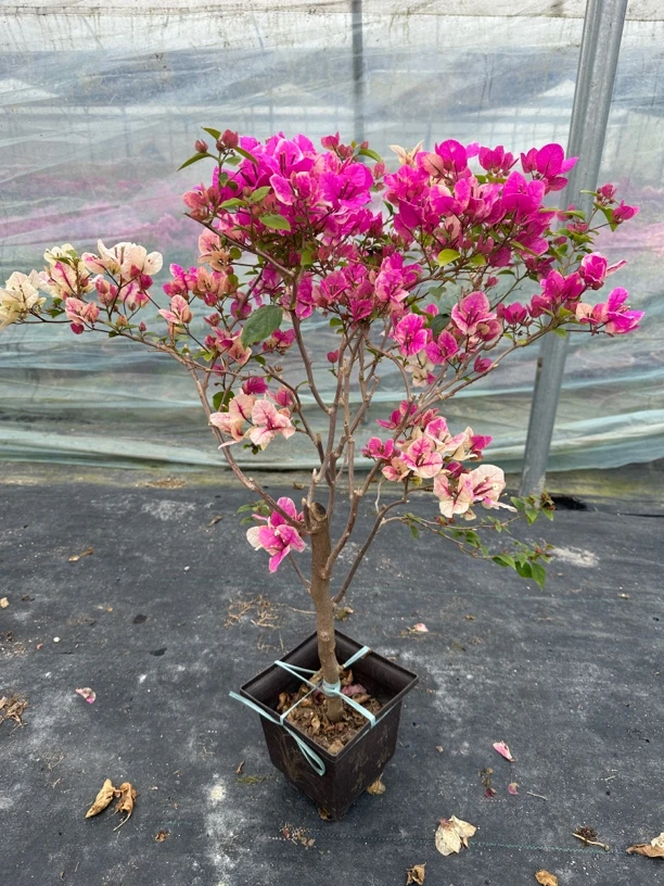 漳红樱(一物一拍)收到一个月后才可换盆运输落花落叶小折枝不售后