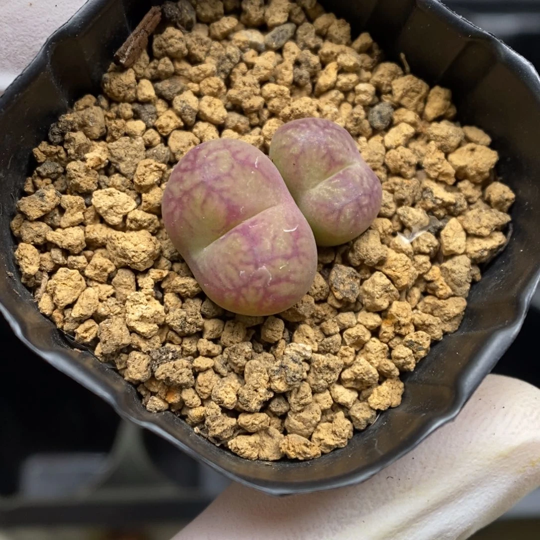 多肉植物肉锥杂交K-5122