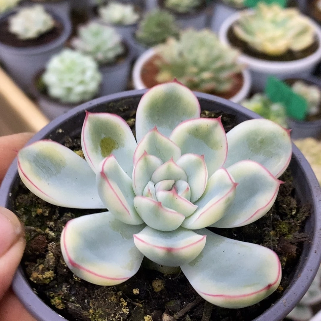 荷花哈哈哈哈哈哈哈哈