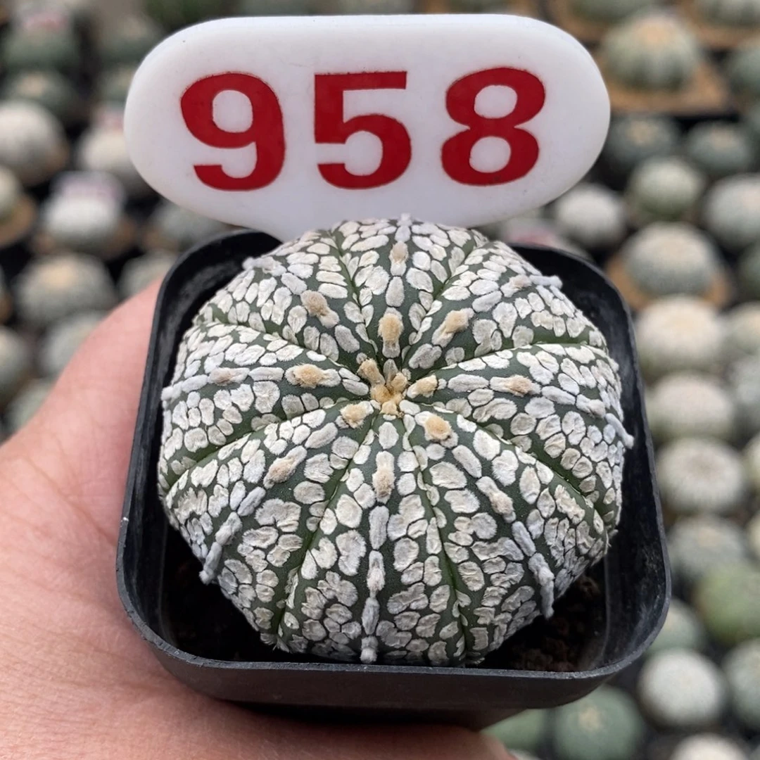 958浓白连线超兜