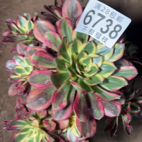 冰淇淋多肉植物法师6738