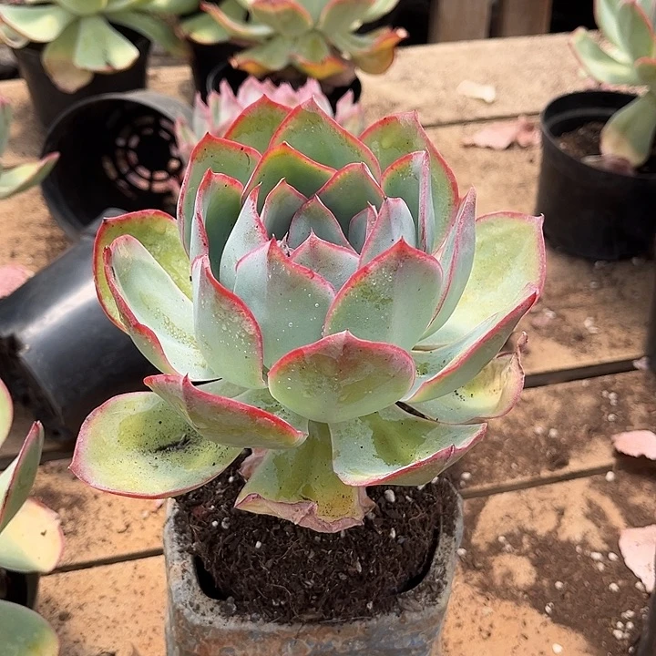 美蓝光9.99多肉植物