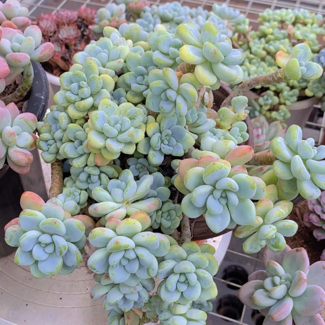 香香劳尔多头群生老桩