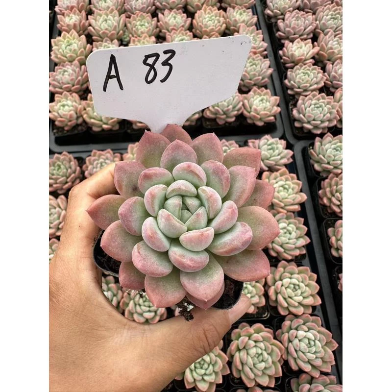 7#美人指多肉植物   前男友精品多肉  A83