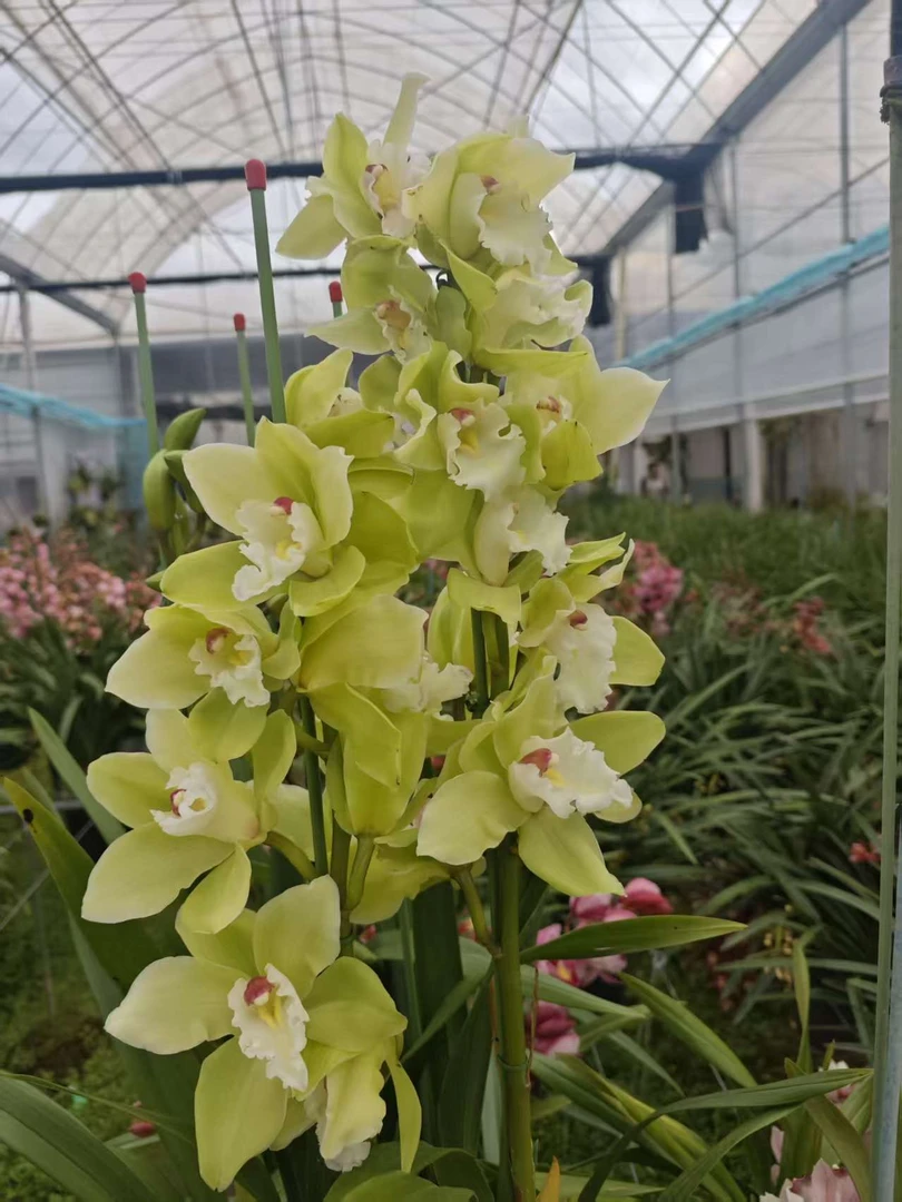 【钢琴家】微瑕不售后云南露天种植惠兰 阳台庭院 兰花