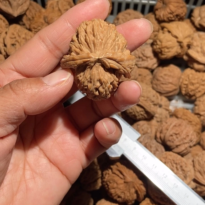 伊***袁核桃白狮子顺风耳尺寸40