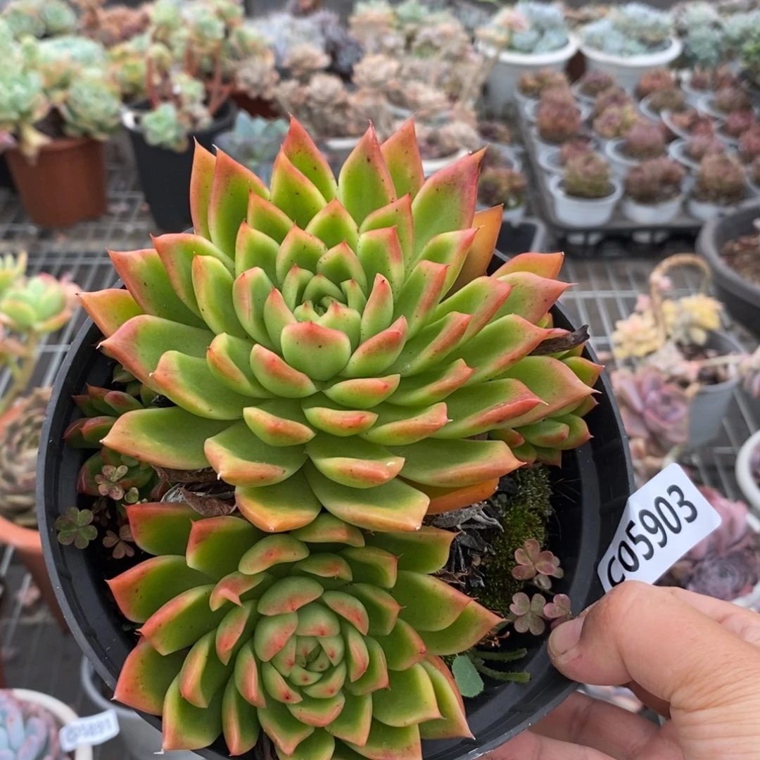 5903不知名一物一拍