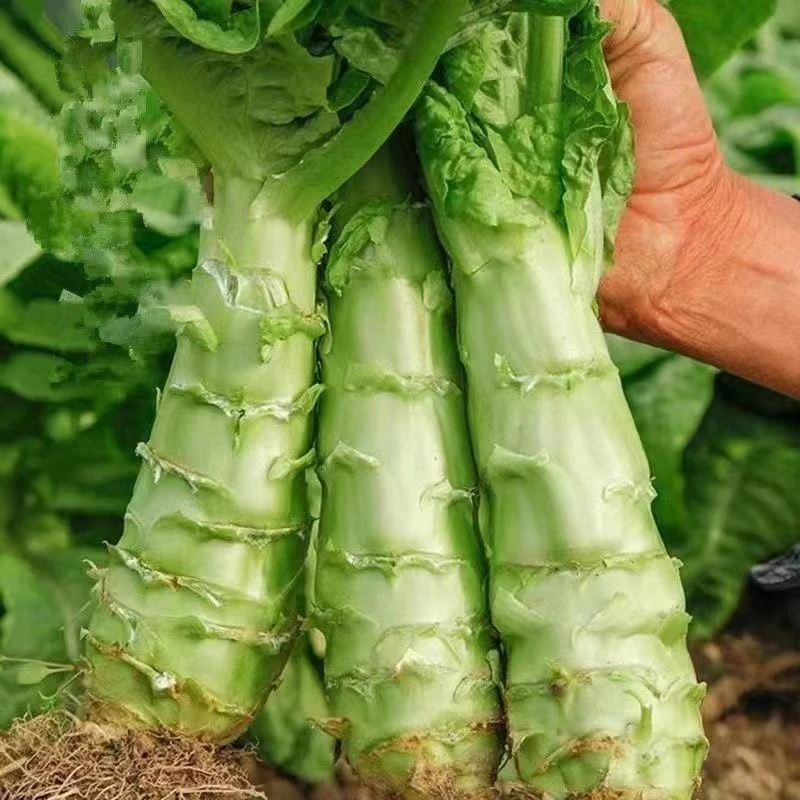 青皮莴笋秧苗新鲜带土贡菜秧苗四季可种耐高温露天种植蔬菜幼苗