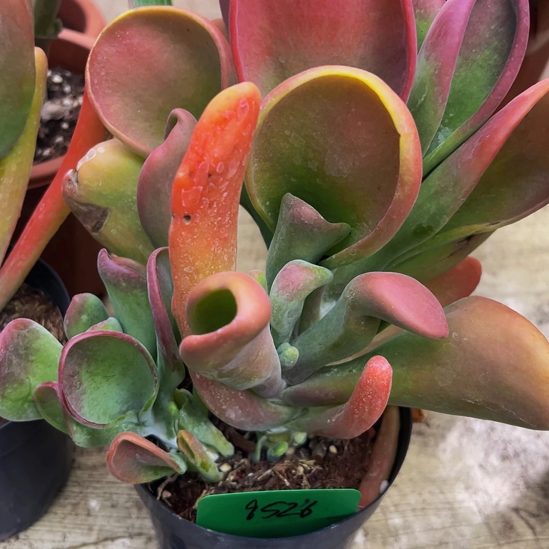 稀有火狐狸带盆发货9526