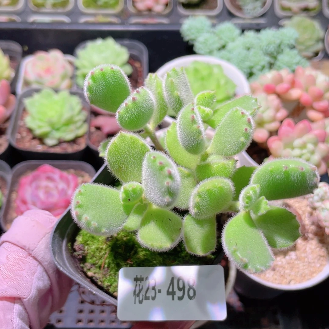 花利美23-498熊童子 不售后