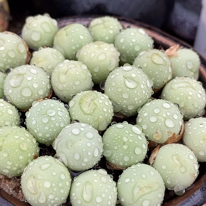 29518鸽子蛋一颗