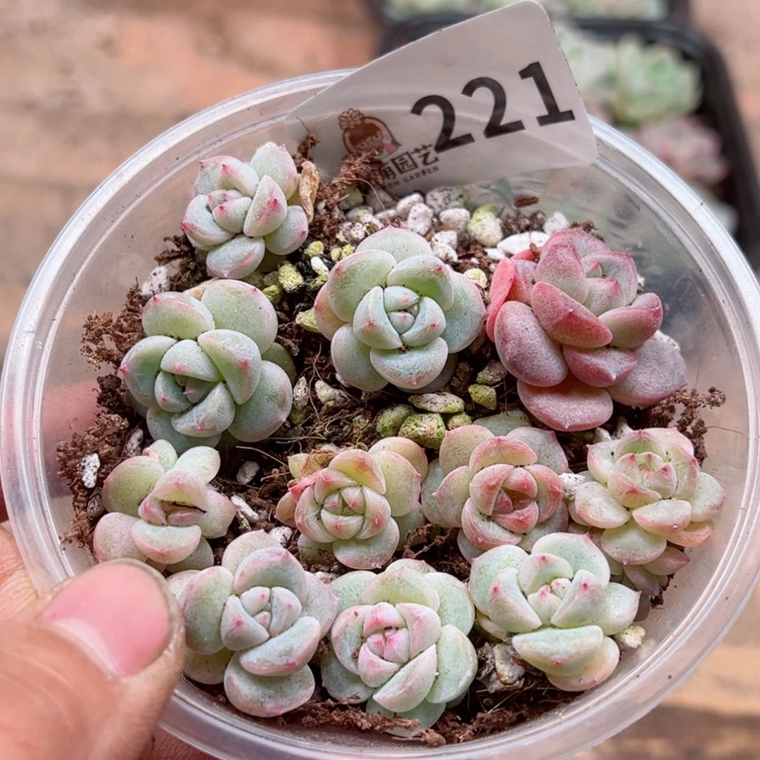 多肉植物多肉植物