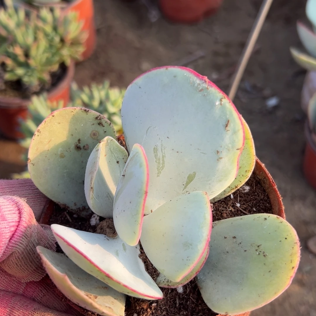 多肉们四座无言星欲稀植物中