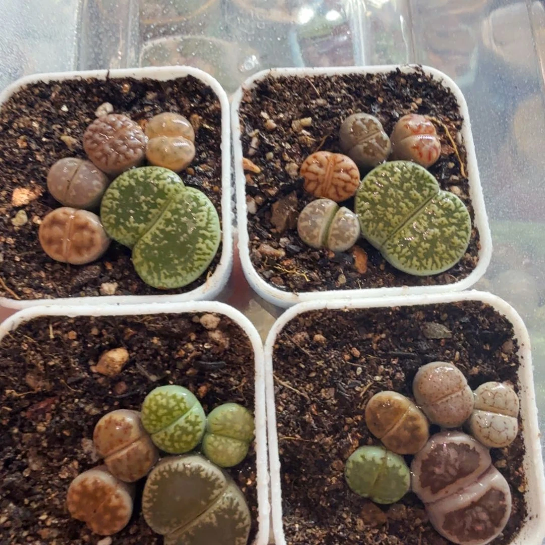 脚丫随机一盆福利670