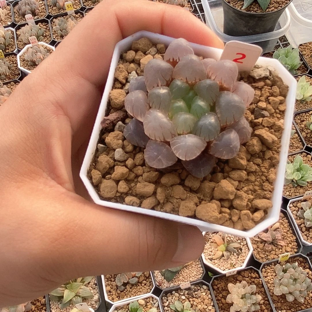 2号ob1冰灯锦一物一拍