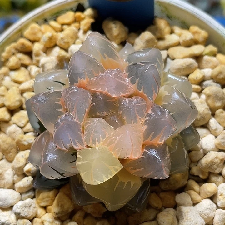 499糊斑水中月锦亚成