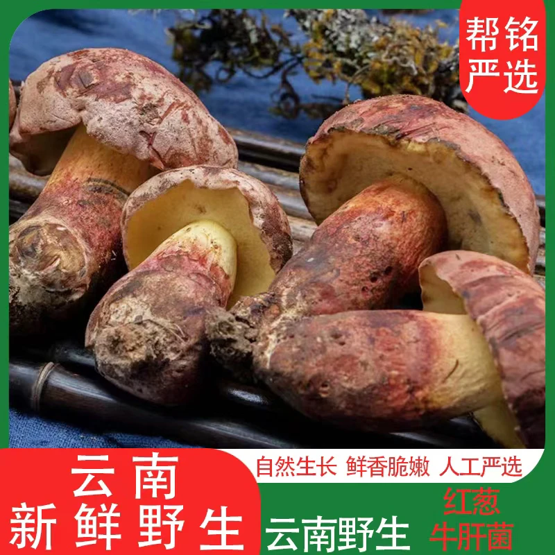 【红葱牛肝菌】见手青云南野生菌顺丰发货