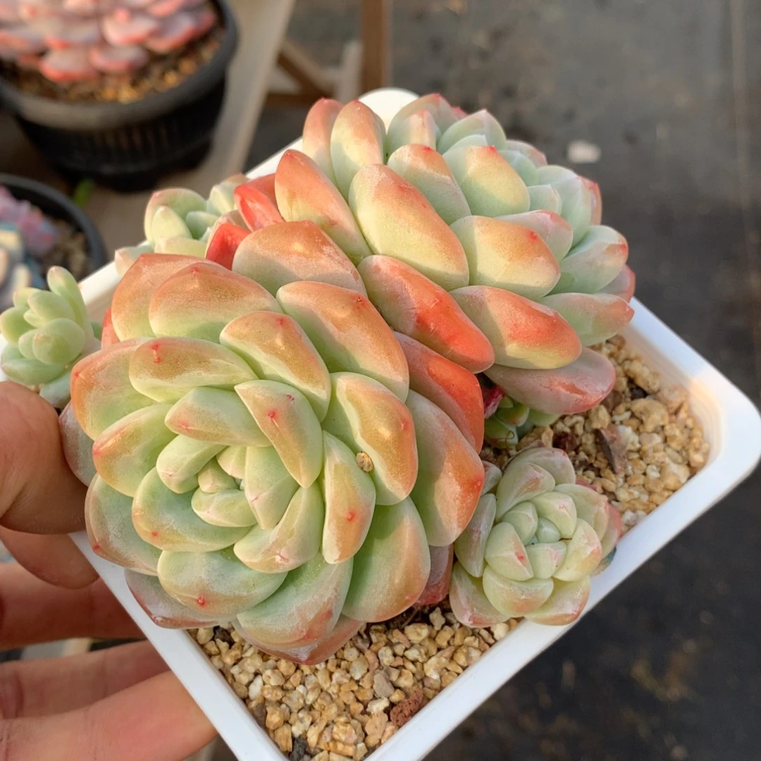 0203-24 老桩冰玉