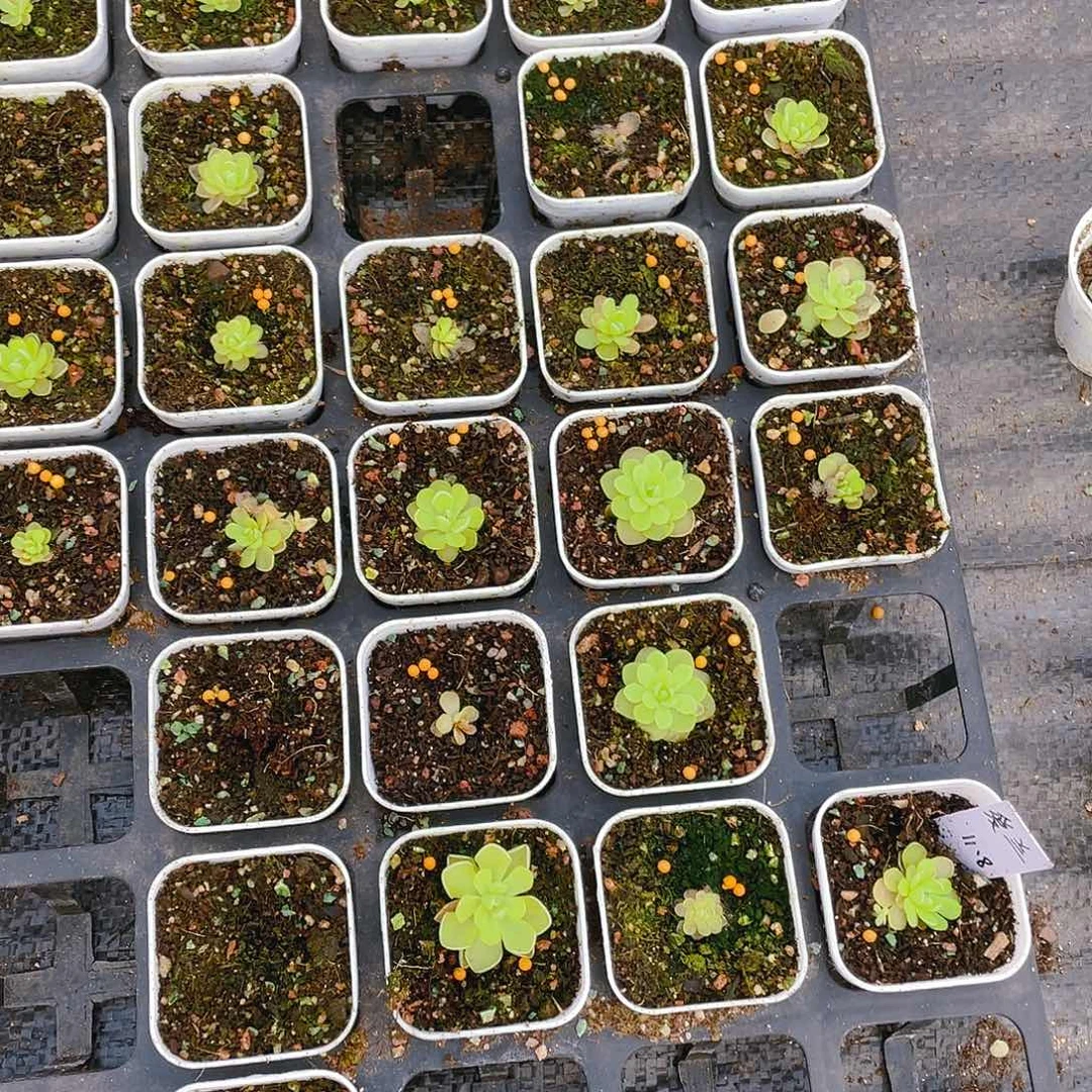 爱兰补虫盆一个满25包邮