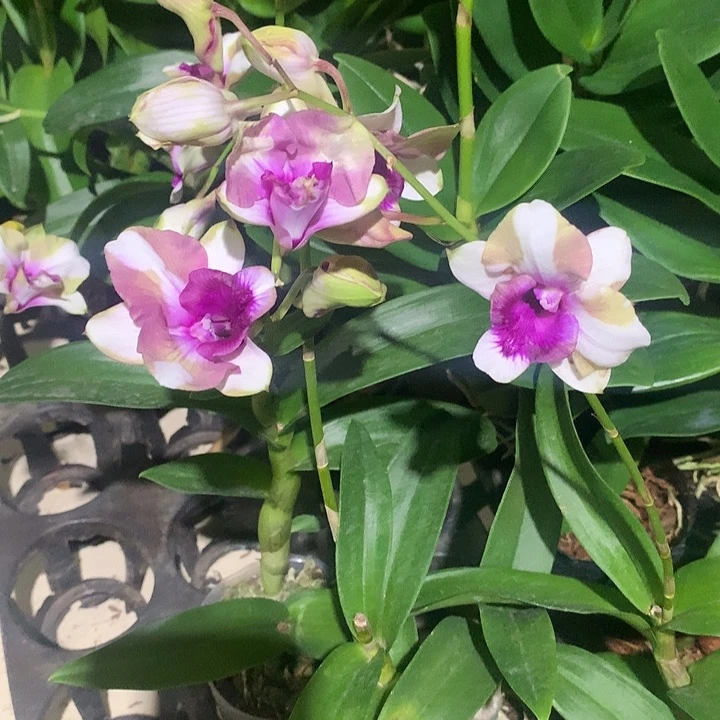 完全开放幻影龙王大小2苗裸根带花.花叶不包损