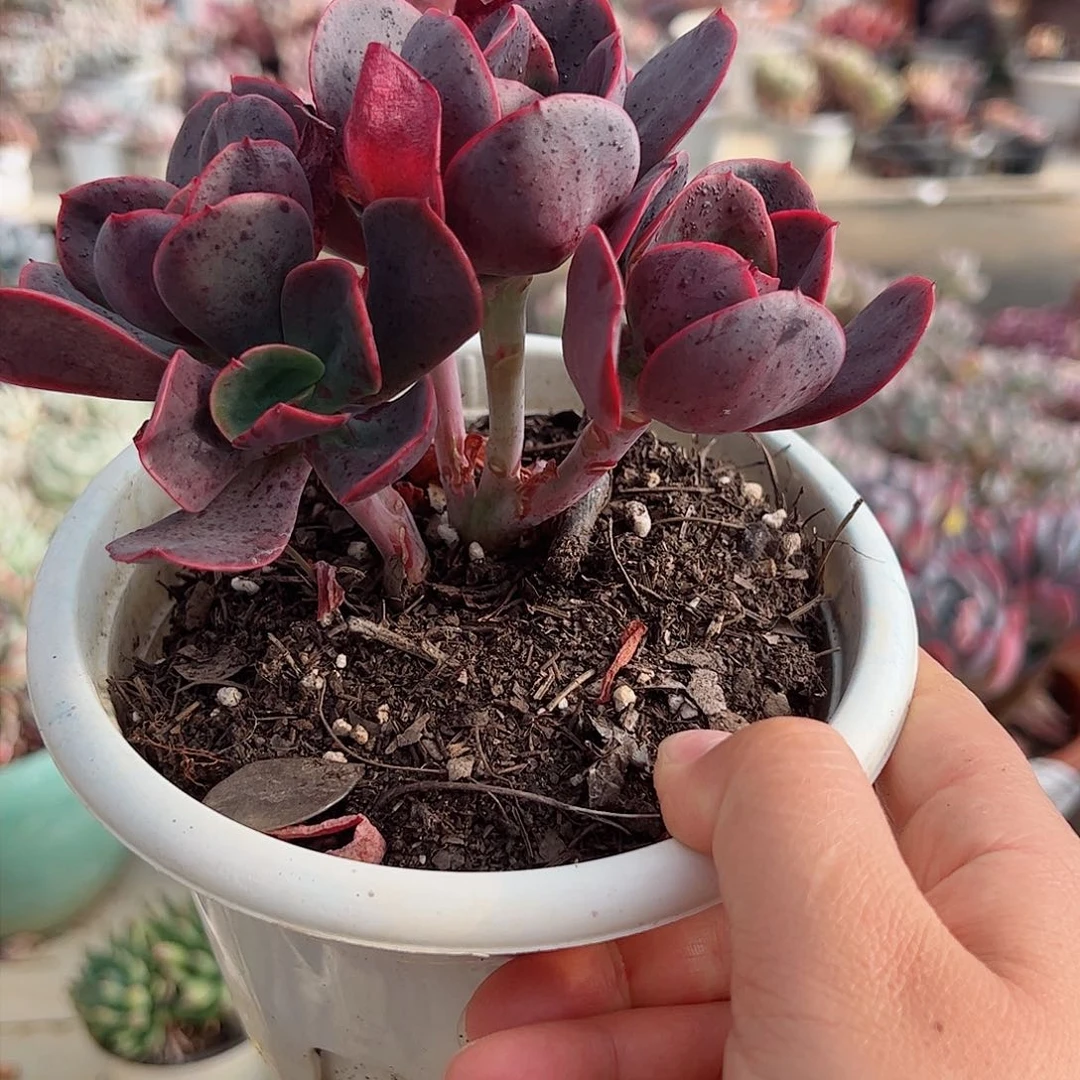 大唐玫瑰双头起多肉植物