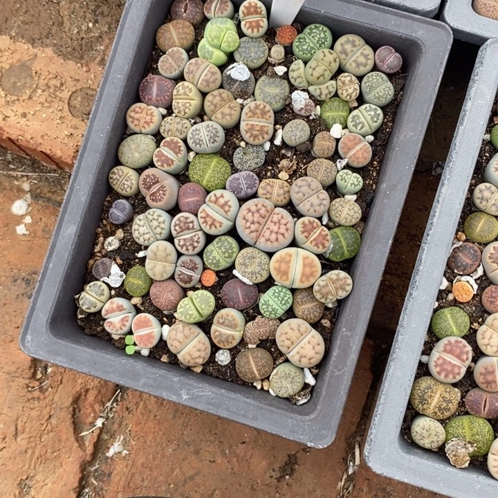 余***生生石花的季节到啦843