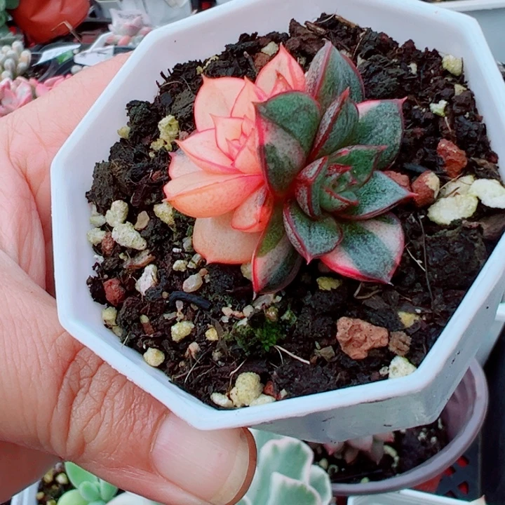 麒麟座锦多肉植物多肉