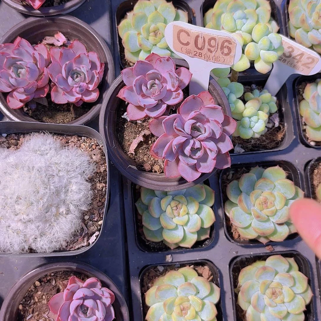 C096赫拉一物一拍