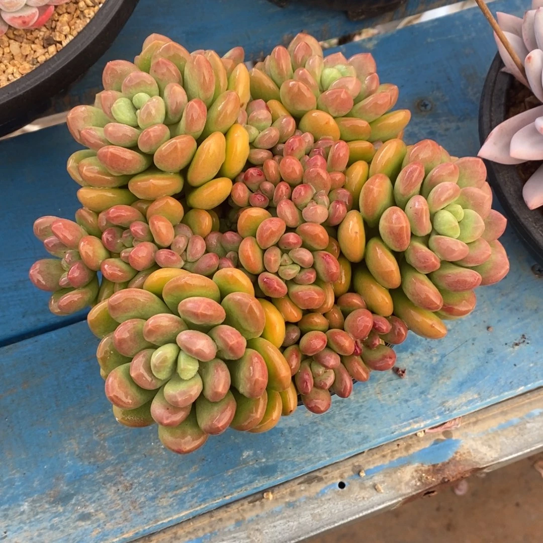 多肉植物一物一拍