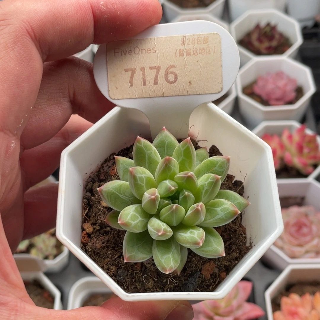 重楼7176-5.0厘米