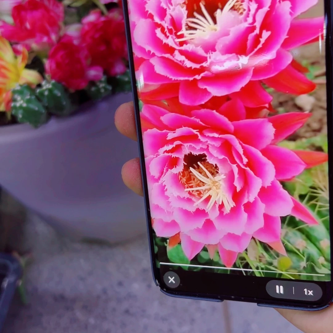 下8毛仙女歪无根侧芽4公分左右20包邮