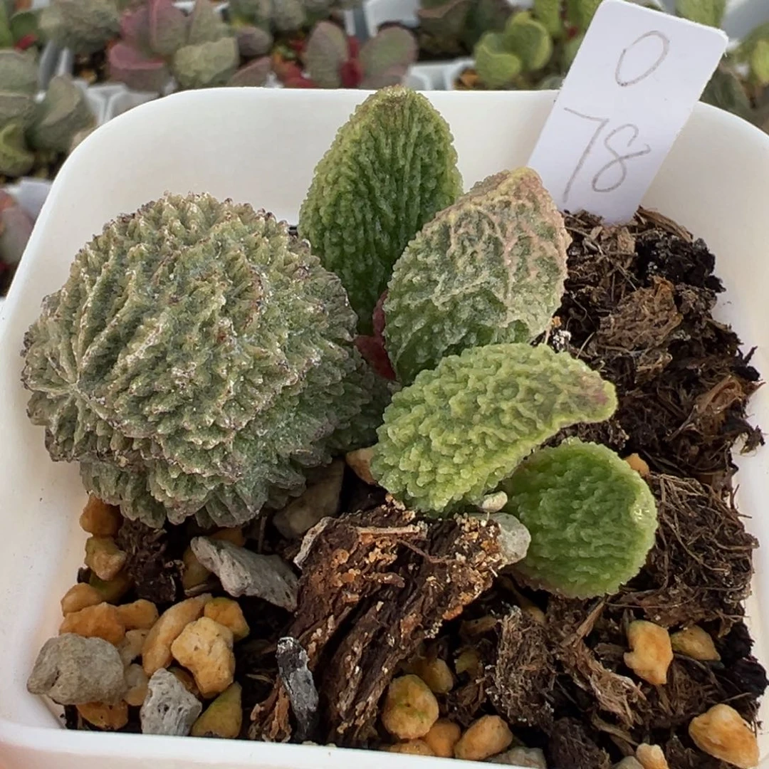 实生新品大苗多肉植物水泡