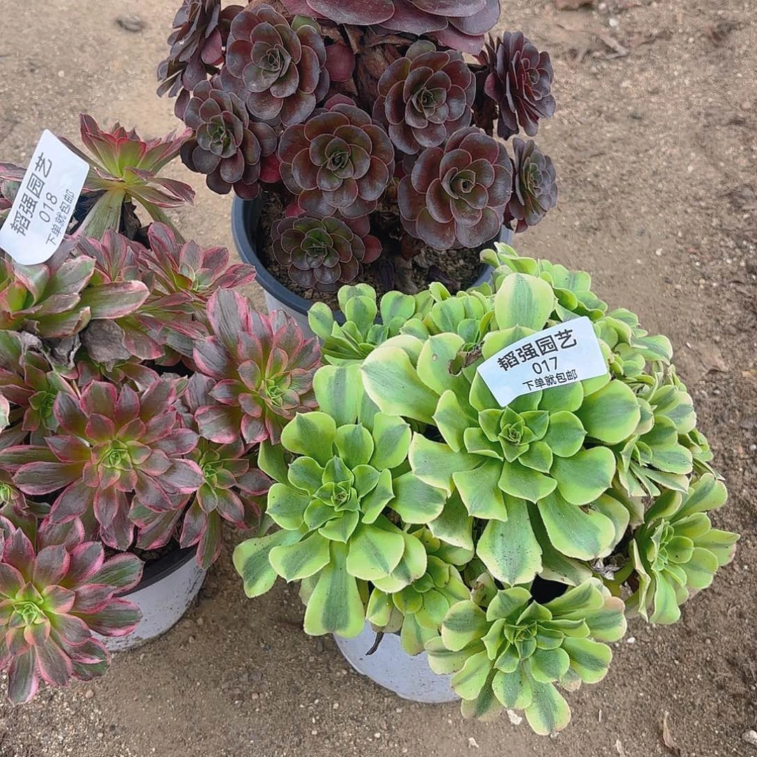 鞍***堂绿豆沙安娜魅金多肉17-18/19