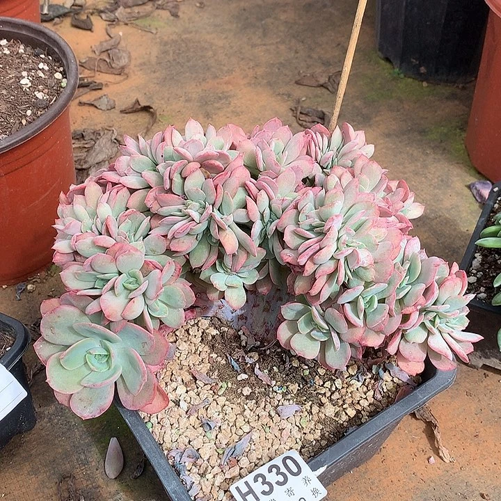 霞光缀化 非偏远38包邮 节后发
