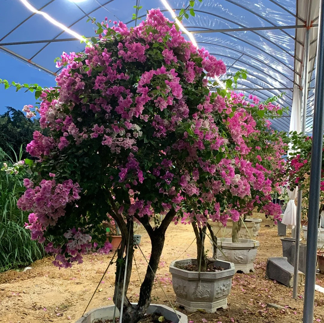 三角梅盆栽老桩耐热四季开花多色阳台花卉爬藤植物
