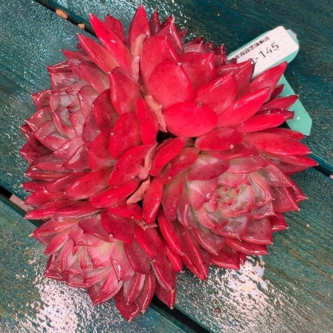 从前慢多肉精选编号1228.145