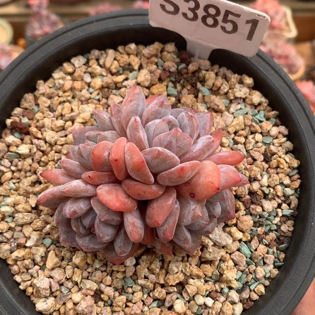 S3851 橙群小老桩精控 无砍 7.5cm