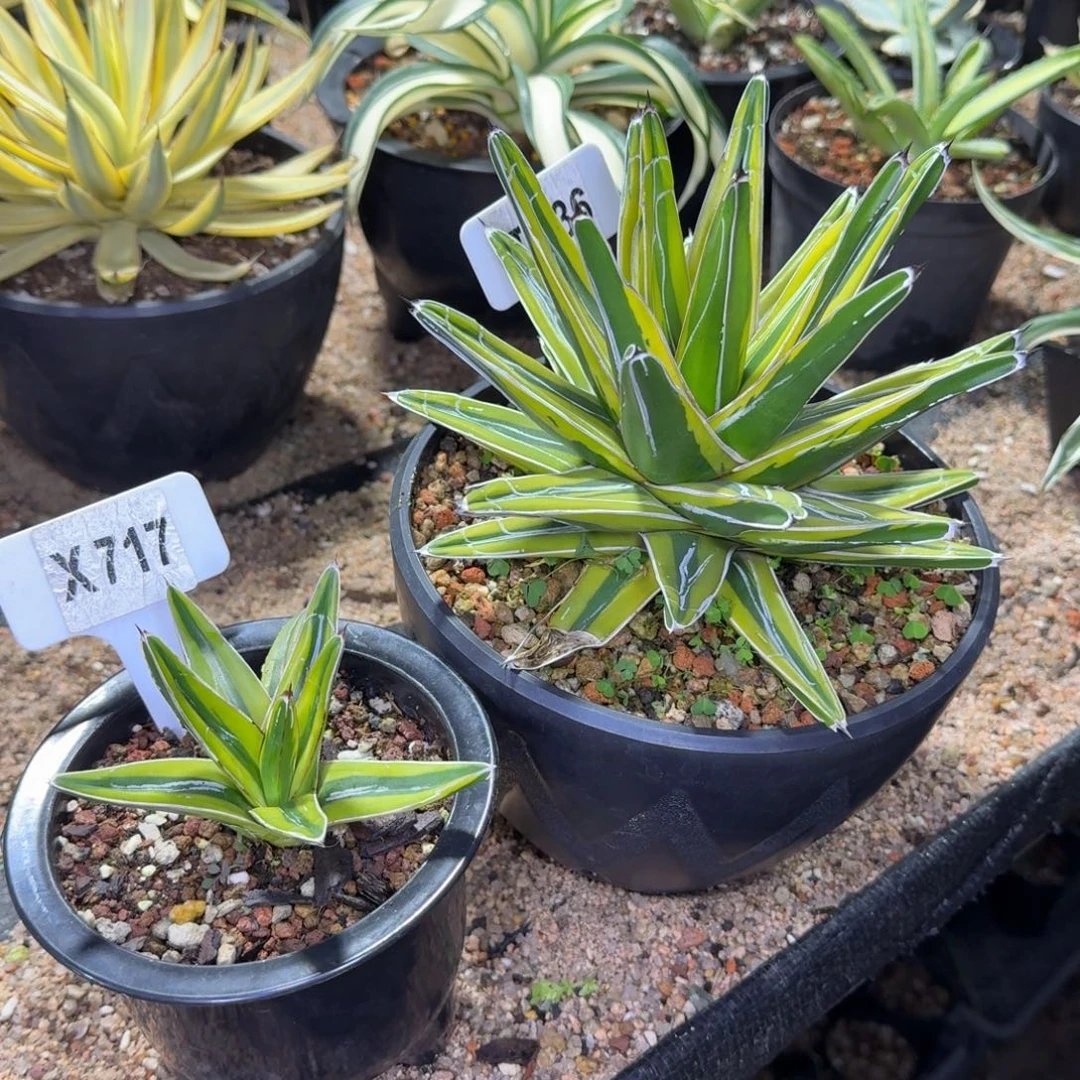 一***。福利2颗金山优选脱土发