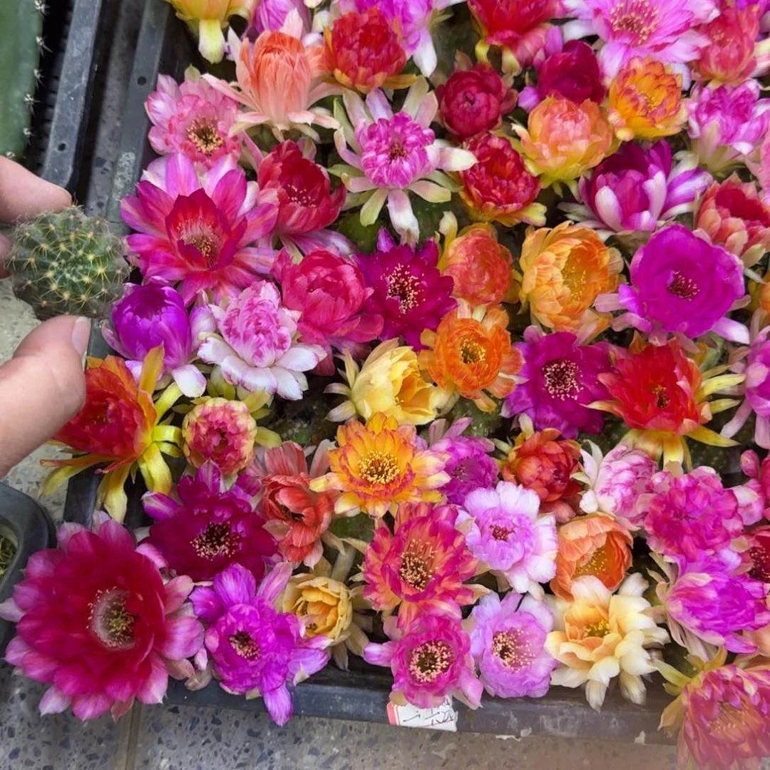 300新品荷花歪无根侧牙3公分左右，20包邮