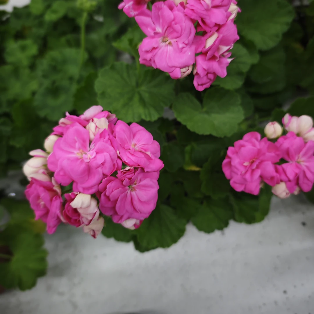 卡拉魔术师直立系天竺葵