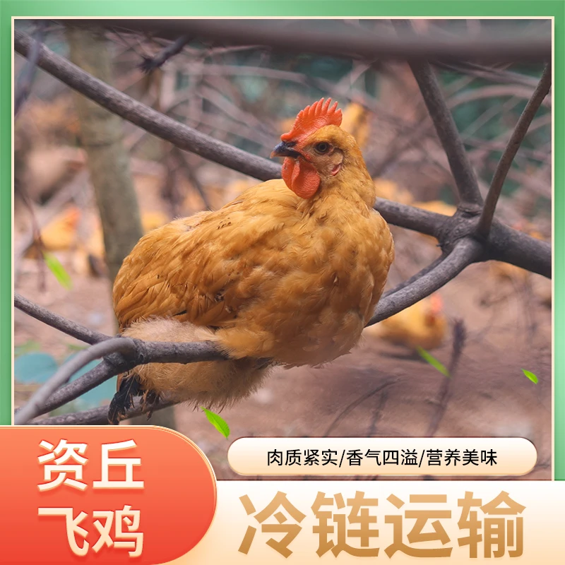 正宗资丘飞鸡土鸡500天超长生长周期散养母鸡生鲜现杀现发新鲜