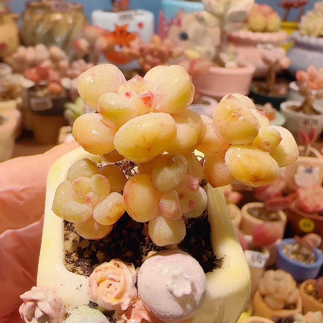 T阳光玫瑰盆口2.5cm