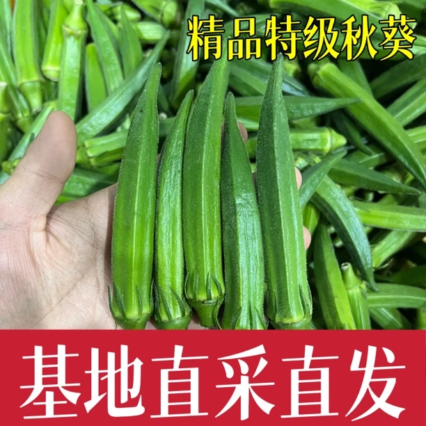 现摘速发当季新鲜黄秋葵1-5斤水果蔬菜秋葵羊角豆嫩秋葵基地直发