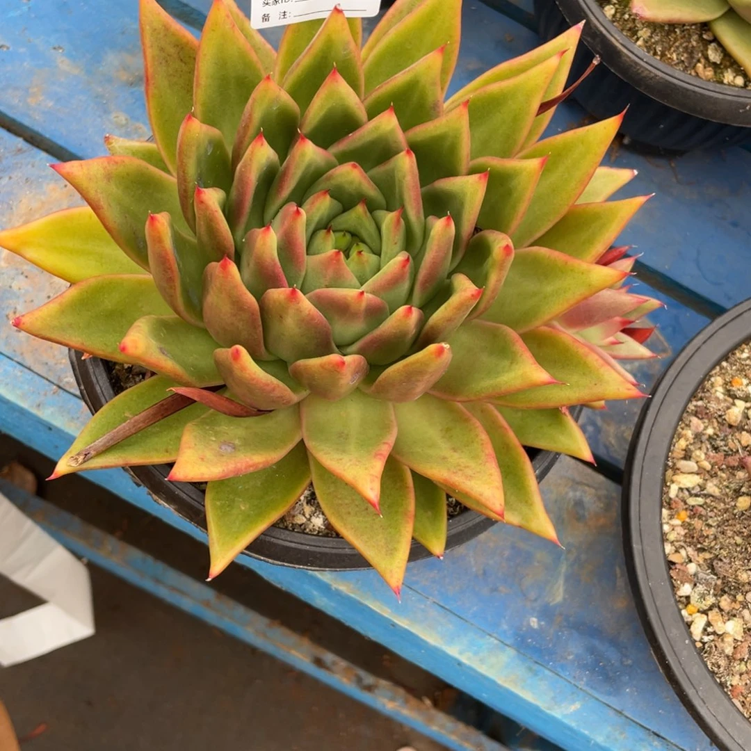 无花朵若如东云单拍B985