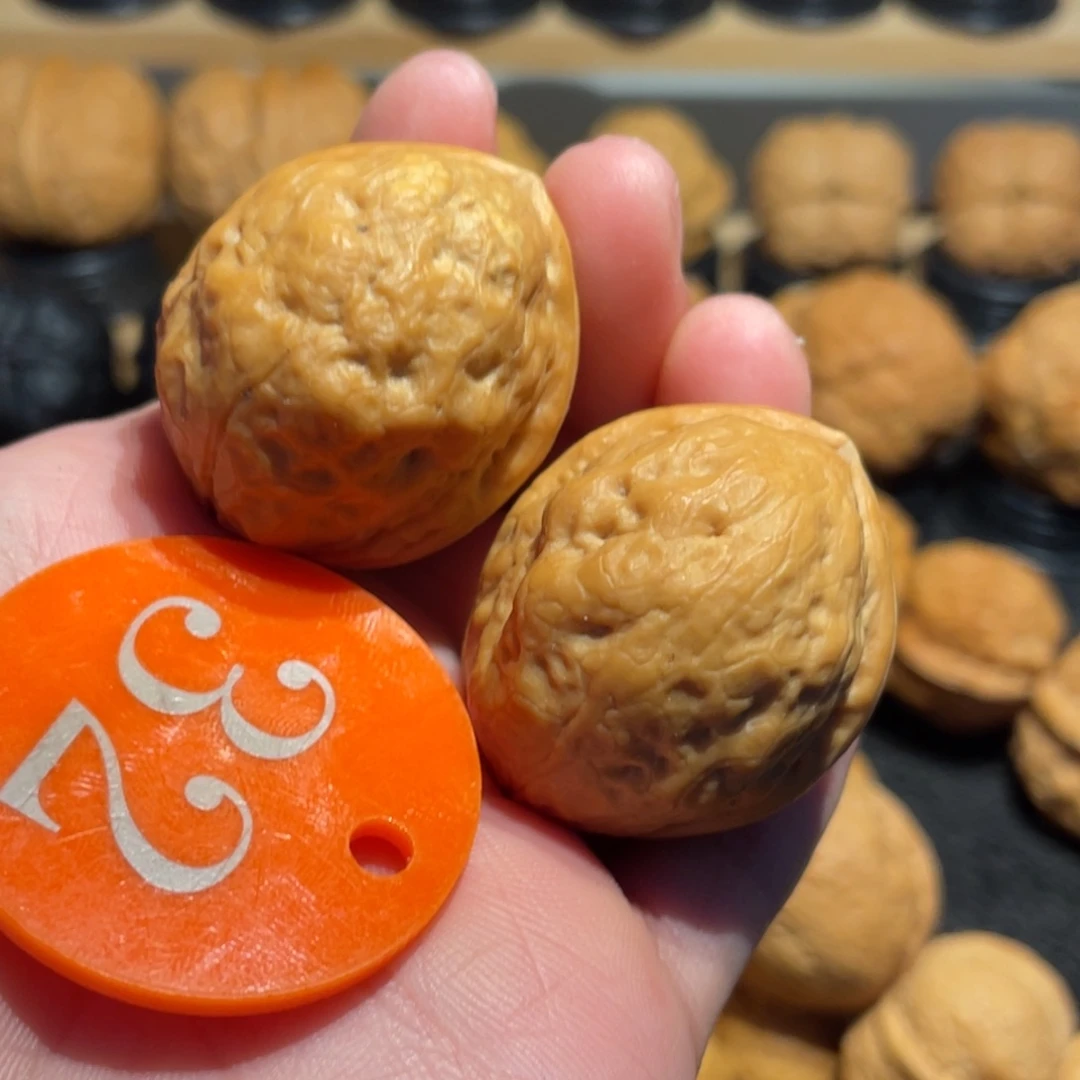 鸽子蛋核桃36。